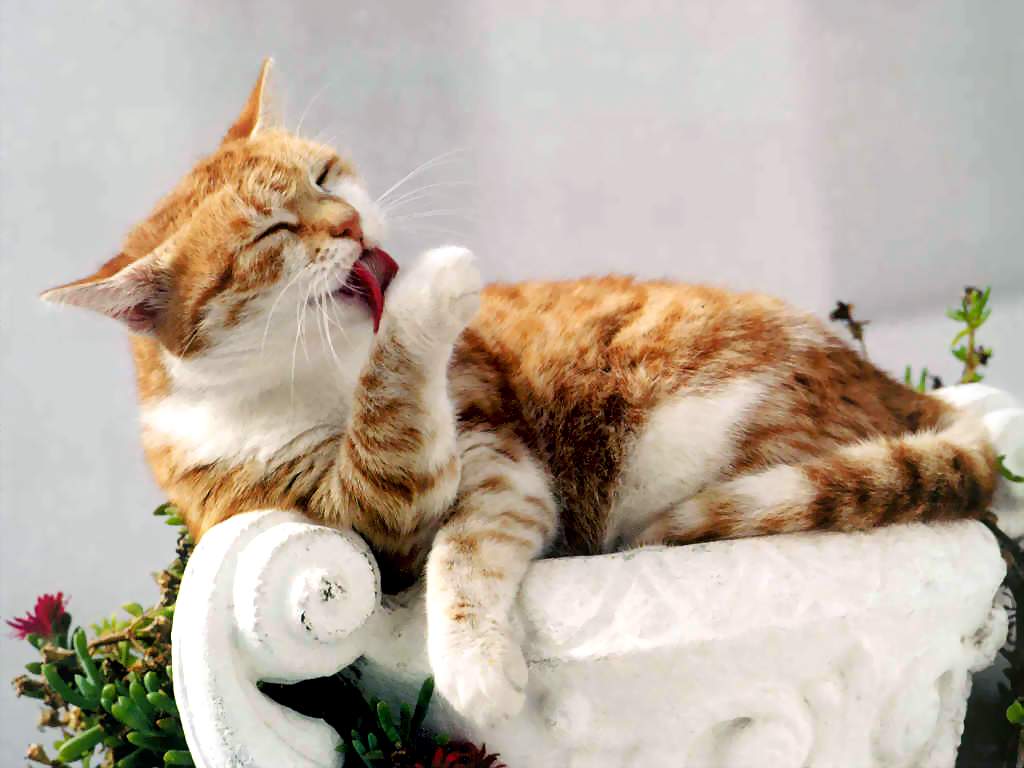 Gatti (129)